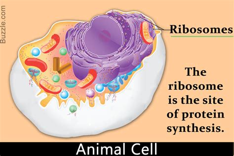 Maybe you would like to learn more about one of these? The Structure and Function of Ribosomes Explained ...