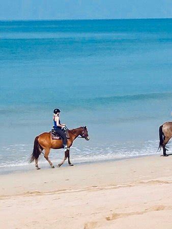 Horse riding adventure in khao lak. Khaolak Horse Club (Khao Lak) - 2020 All You Need to Know ...