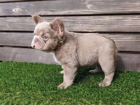 Furry French Bulldog Everything You Need To Know Prefurred