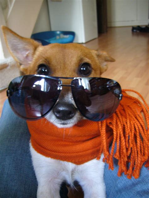 Dogs Wearing Sunglasses Sunglass Clip Ons