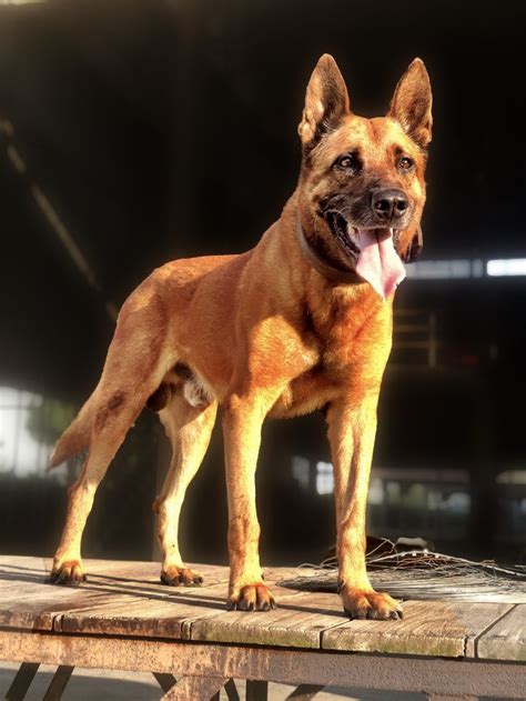 Maybe you would like to learn more about one of these? Belgian Malinois | Belgian malinois, Malinois, Sweet dogs