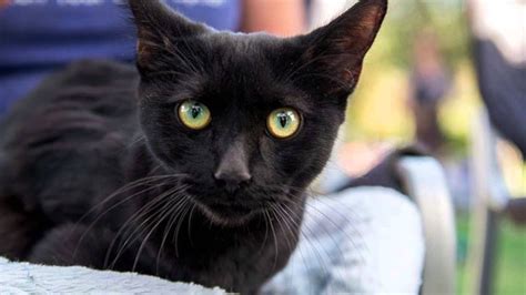 Black cats adopted and then returned after halloween. 14 Black & Tuxedo Cats & Kittens are Available for ...