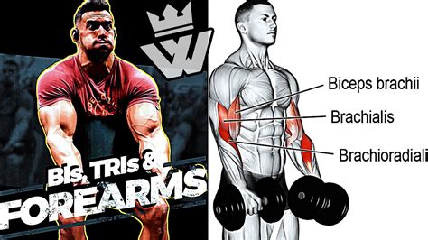 arms workout for muscle growth 12 fundamentals exercises youtube