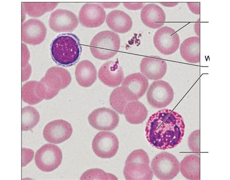 Blood Connective Tissue Quiz