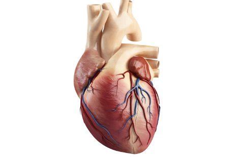 Sistem organ tubuh manusia dan fungsinya. Struktur Jantung 3D - Dari Guru Untuk Guru