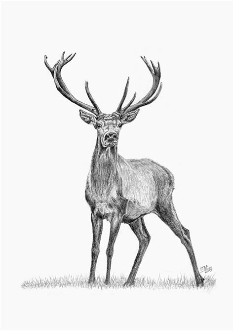 Buck Deer Drawing At Explore Collection Of Buck