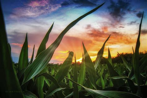 A View Through The Corn Field At Sunset Photograph By Dejan Travica