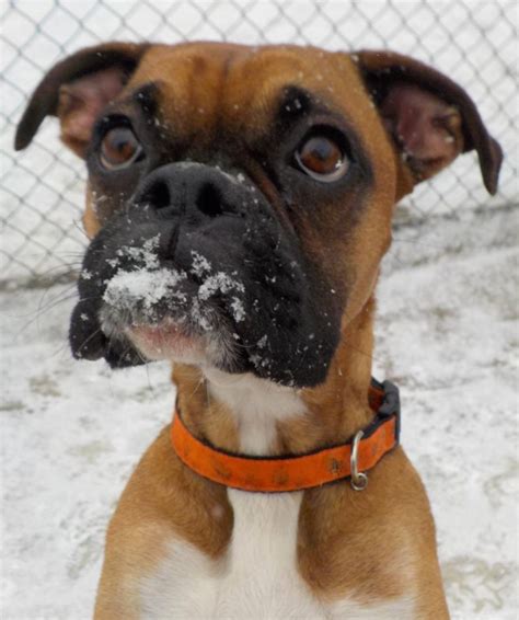 Learn more about boxer rescue and adoption inc. Meet 14 Dee/Adopted, a Petfinder adoptable Boxer Dog ...