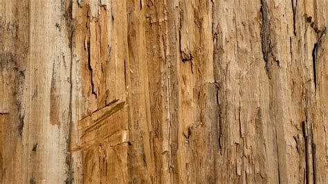 Free Images Tree Branch Grain Texture Plank Floor Trunk Wall