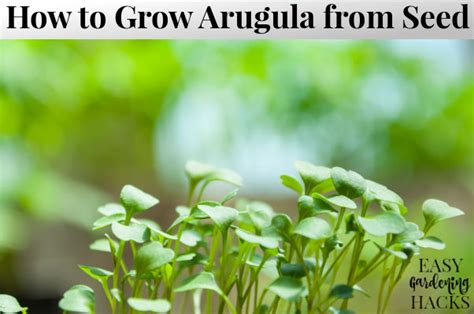 How To Grow Arugula From Seed Easy Gardening Hacks