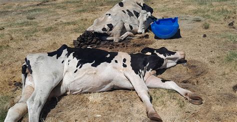 More Animal Cruelty Horrors Discovered At Gupta Linked Vrede Dairy Farm