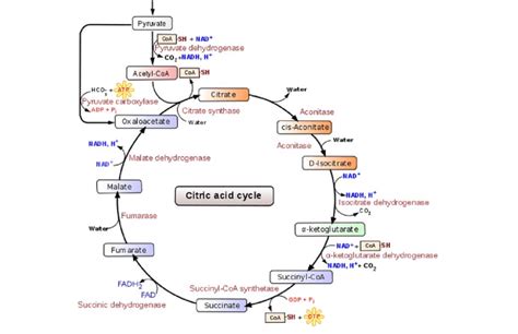 Overview Of The Krebs Cycle Taken From Wikipedia Download