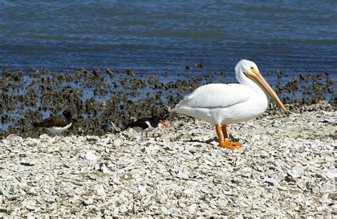 Mar 08, 2021 · the matagorda island unit of the aransas national wildlife refuge is part of long chain of barrier islands that extend down the texas coastline. 12 Top Tourist Attractions in Corpus Christi & Easy Day ...