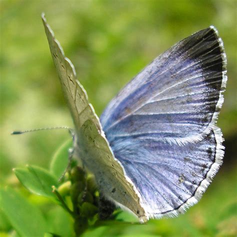 Miami Blue Butterfly Facts Pic 5 Biological Science