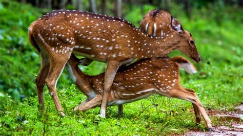 Baby Deer Milking From Mother All That Happened When Mother Was Angry