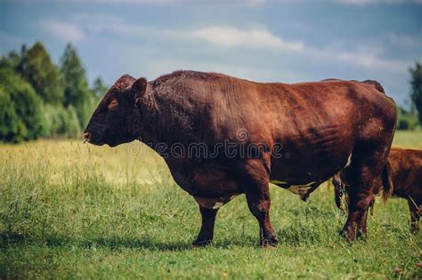 Brown Cow Standing In The Green Field In A Rural Area Stock Image