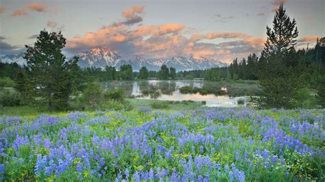 Grand Teton National Park In Spring Widescreen Nature Wallpaper Grand