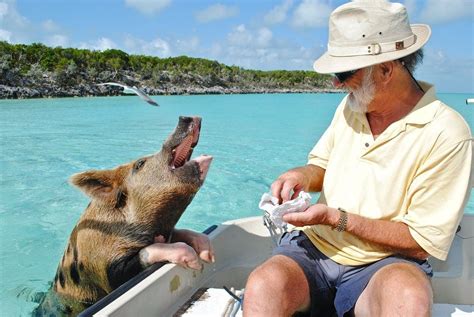 Pig Island Is A Snorting Good Place To Go On A Transformative Tropical