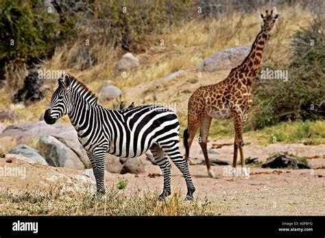 Ruaha National Park Tanzania Plains Zebra Giraffes In Dry River Bed