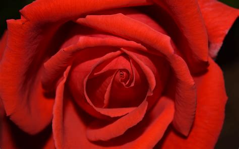 Download Wallpaper 3840x2400 Rose Flower Petals Close Up 4k Ultra Hd
