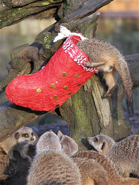 Meerkats Get Into Christmas Spirit At Scottish Safari Park In