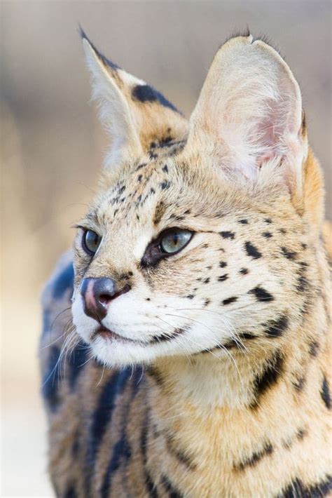 15 Wild Exotic Cats That Can Be Kept As Pets Cats In Care