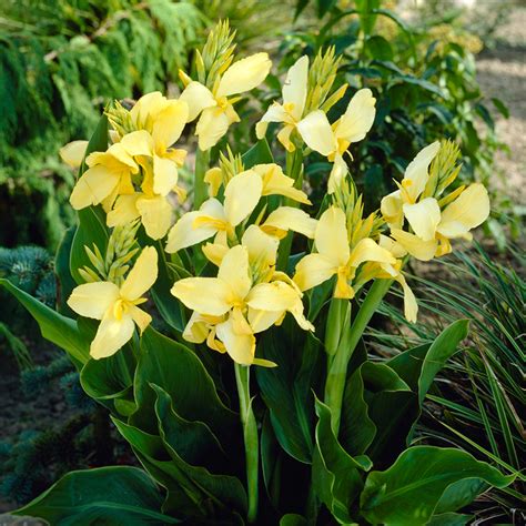 Van Zyverden Cannas Yellow King Humbert Set Of 5 Bulbs Garden Plants