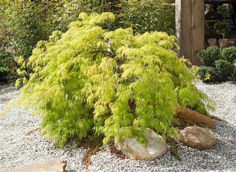 Der gärtner zeigt, wie es ganz einfach gemacht wird Zen-Garten » Diese Pflanzen gehören hierher