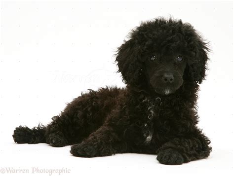 Dog Black Miniature Poodle Lying With Head Up Photo Wp17216