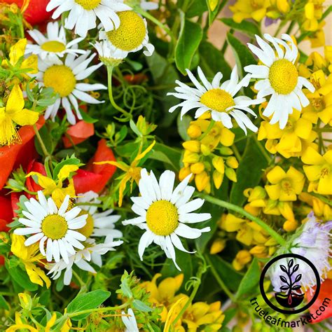 We pick 12 beautiful plants that thrive in dry soils. Dry Land Wildflower Seed Mix: Wildflowers for Sunny, Dry Areas