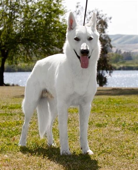 Winter Male White Swiss Shepherd Dances With Wolves Ranch White