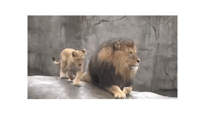 Lion Cubs Dad Roaring Meet King Sad