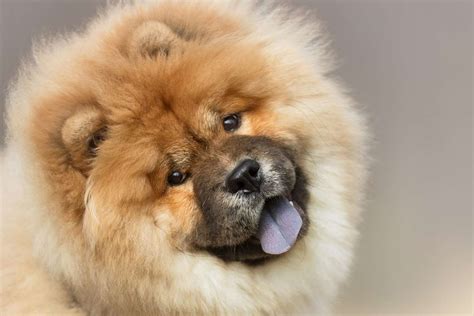 13 Fluffy Dog Breeds We Love From The Pekingese To The Portuguese