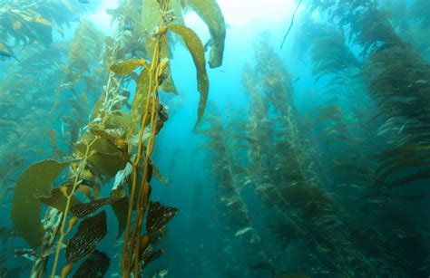 Kelp Forests Are Surprisingly Resilient To Unprecedented Warming Lter