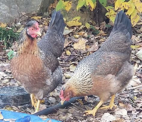 Olive Egger Chickens Chicks For Sale Cackle Hatchery