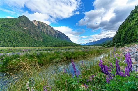 Meadow With Lupins On A River Between Mountains New Zealand 2 Stock