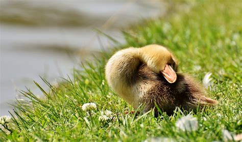 Chicks Ducklings Sleep · Free Photo On Pixabay