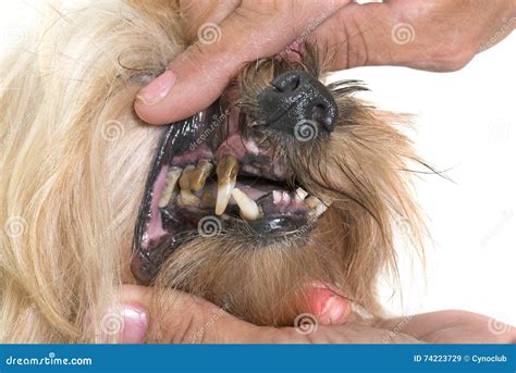 Tartar Teeth Of Old Dog Stock Image Image Of Veterinarian 74223729