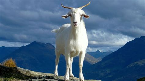5 Largest Goat Breeds Farming Base