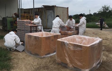 유통불가 살충제 계란 검출 농장 모두 49곳 친환경농가 31곳 한국경제