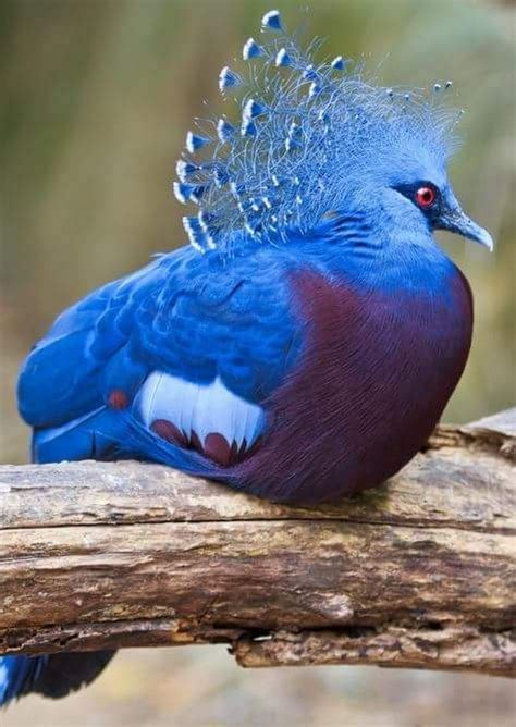 Colorful And Exotic Birds In Nature