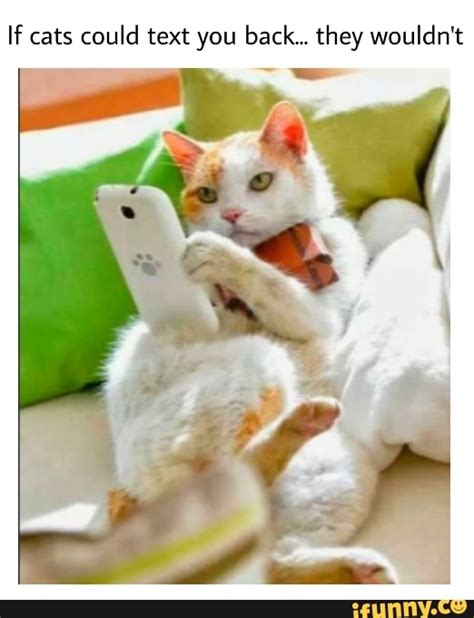 If Cats Could Text You Back“ They Wouldnt Ifunny