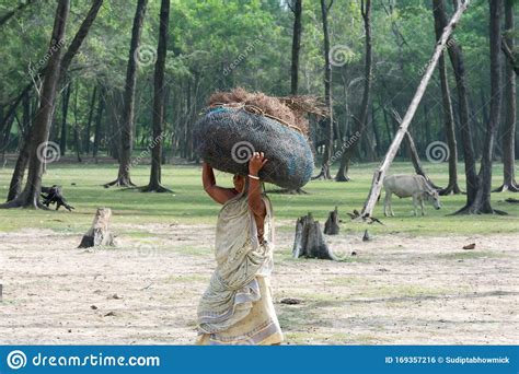 Bodos Tribal Old Senior Woman Carry Heavy Bundle Wood On Her Head