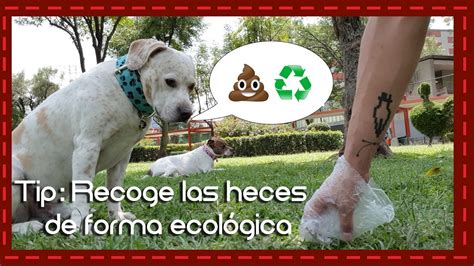 Tip Recoge Las Heces De Tu Perro De Forma Ecológica L Como Recoger Las