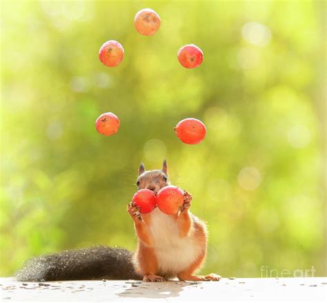 Red Squirrel Playing With Apples Photograph By Geert Weggen Fine Art