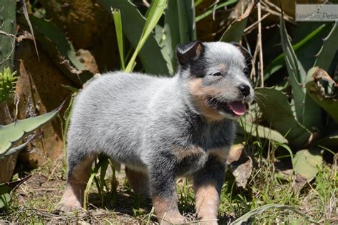 Blue heeler puppies for sale in dallas texas. Azul: Australian Cattle Dog/Blue Heeler puppy for sale ...