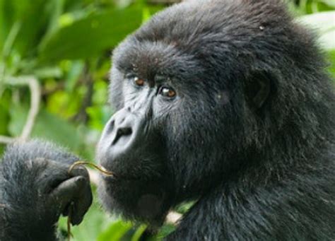 Gorillas In Africa Best Gorilla Watching Holidays Uganda Safaris