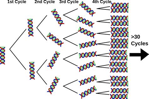 Amplified fragment length polymorphism (aflp) pcr 2. PCR | General Biology at BCC