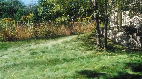 No Mow Lawn Fall Maintenance Tips Prairie Nursery