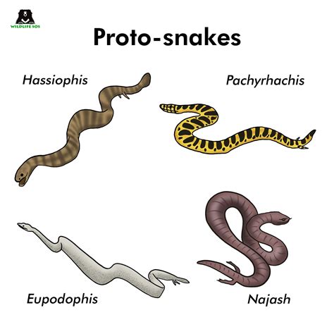 Snakes With Legs The Curious Case Of Snake Evolution Wildlife Sos